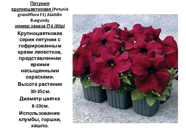 Петуния крупноцветковая (Petunia grandiflora F1) Aladdin Burgundy номер заказа П 6 (80р)
