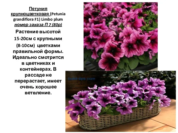 Петуния крупноцветковая (Petunia grandiflora F1) Limbo plum номер заказа П 7 (80р)