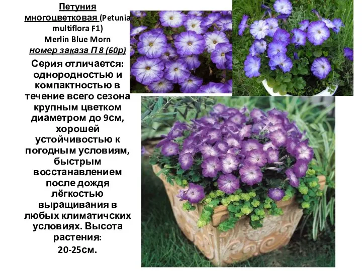 Петуния многоцветковая (Petunia multiflora F1) Merlin Blue Morn номер заказа П 8