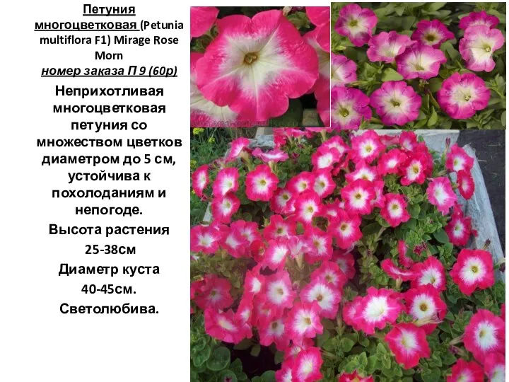 Петуния многоцветковая (Petunia multiflora F1) Mirage Rose Morn номер заказа П 9