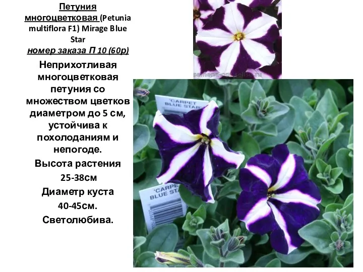 Петуния многоцветковая (Petunia multiflora F1) Mirage Blue Star номер заказа П 10