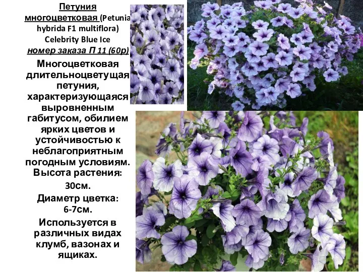 Петуния многоцветковая (Petunia hybrida F1 multiflora) Celebrity Blue Ice номер заказа П