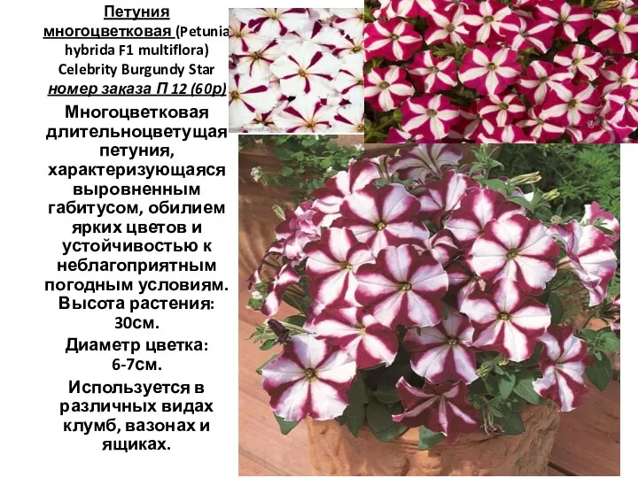 Петуния многоцветковая (Petunia hybrida F1 multiflora) Celebrity Burgundy Star номер заказа П