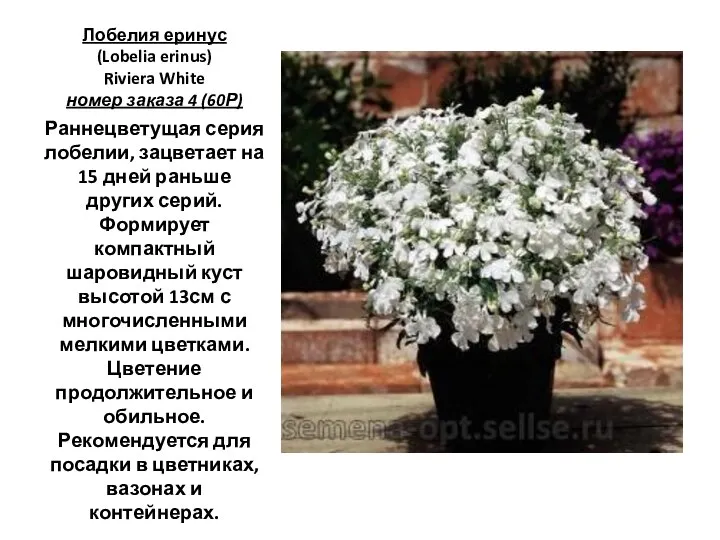 Лобелия еринус (Lobelia erinus) Riviera White номер заказа 4 (60Р) Раннецветущая серия