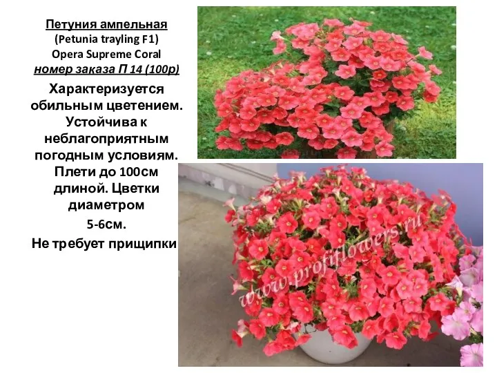 Петуния ампельная (Petunia trayling F1) Opera Supreme Coral номер заказа П 14