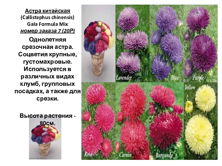 Астра китайская (Callistephus chinensis) Gala Formula Mix номер заказа 7 (20Р) Однолетняя