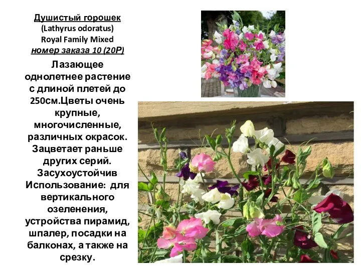 Душистый горошек (Lathyrus odoratus) Royal Family Mixed номер заказа 10 (20Р) Лазающее