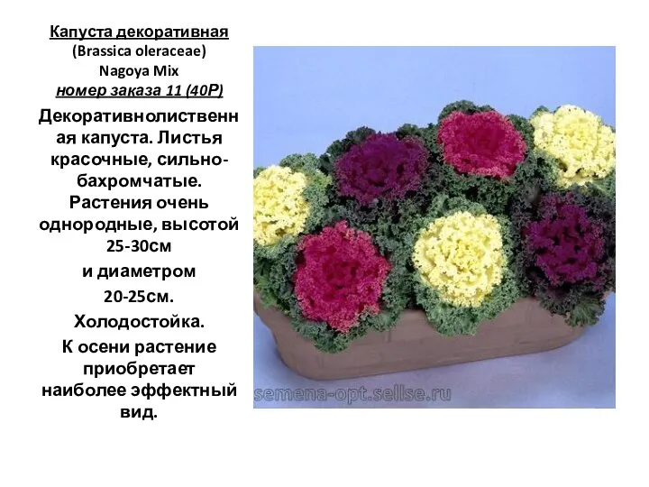 Капуста декоративная (Brassica oleraceae) Nagoya Mix номер заказа 11 (40Р) Декоративнолиственная капуста.