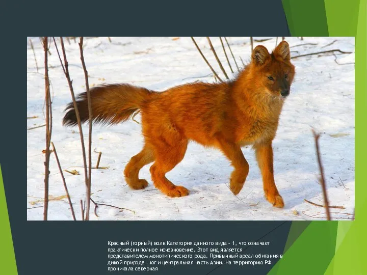 Красный (горный) волк Категория данного вида – 1, что означает практически полное