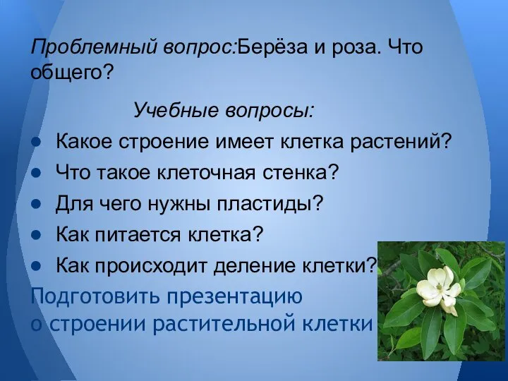 Учебные вопросы: Какое строение имеет клетка растений? Что такое клеточная стенка? Для