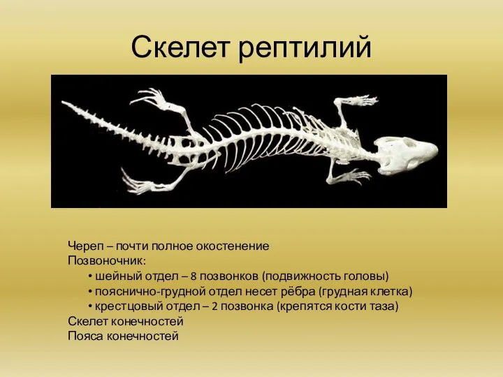 Скелет рептилий Череп – почти полное окостенение Позвоночник: шейный отдел – 8