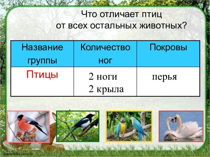 Что отличает птицу