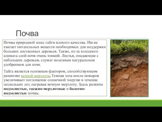 Почва Почвы природной зоны тайги плохого качества. Им не хватает питательных веществ
