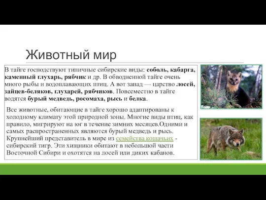 Животный мир В тайге господствуют типичные сибирские виды: соболь, кабарга, каменный глухарь,
