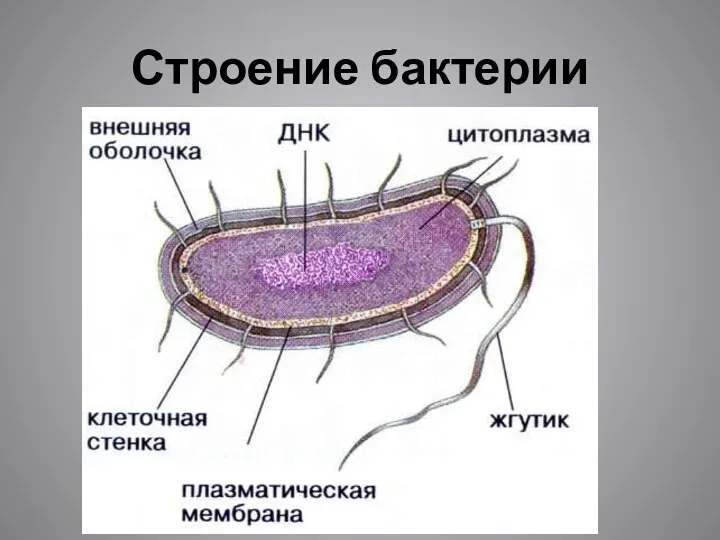 Строение бактерии