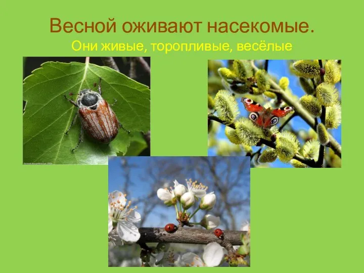 Весной оживают насекомые. Они живые, торопливые, весёлые