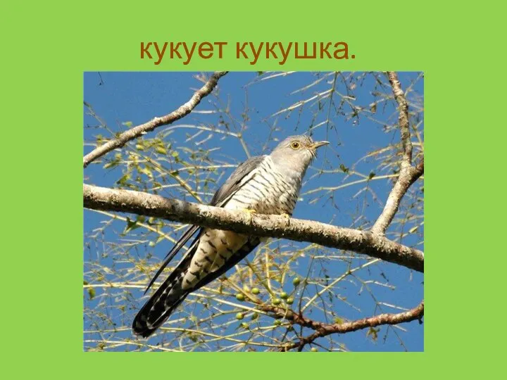 кукует кукушка.