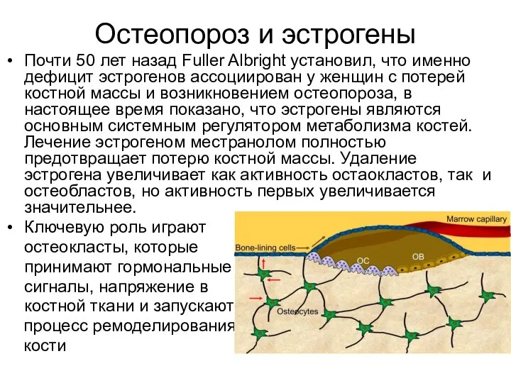 Остеопороз и эстрогены Почти 50 лет назад Fuller Albright установил, что именно