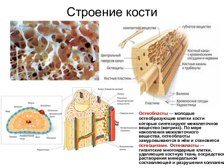 Строение кости Остеобласты — молодые остеобразующие клетки кости которые синтезируют межклеточное вещество