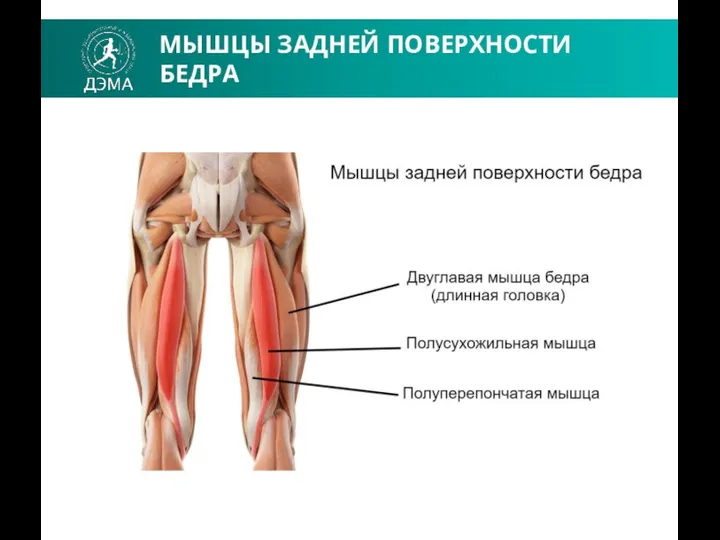 МЫШЦЫ ЗАДНЕЙ ПОВЕРХНОСТИ БЕДРА