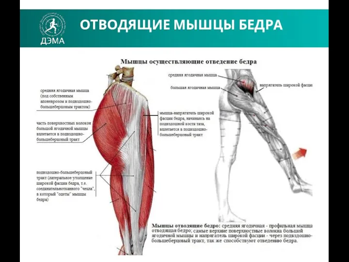 ОТВОДЯЩИЕ МЫШЦЫ БЕДРА