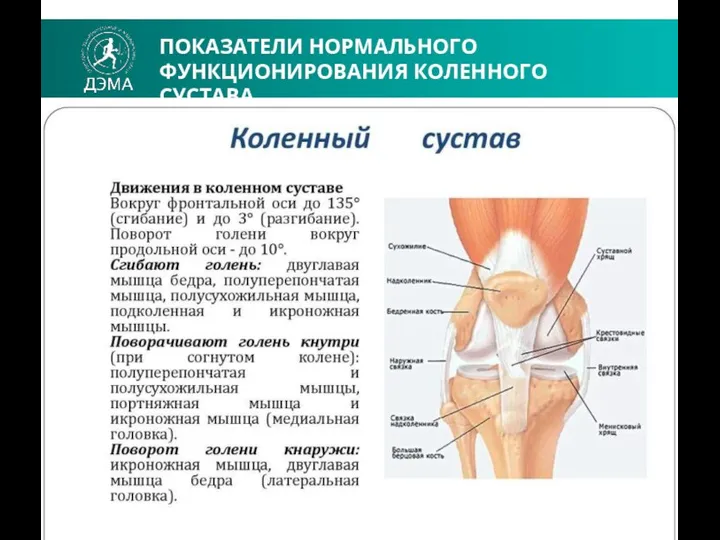 ПОКАЗАТЕЛИ НОРМАЛЬНОГО ФУНКЦИОНИРОВАНИЯ КОЛЕННОГО СУСТАВА