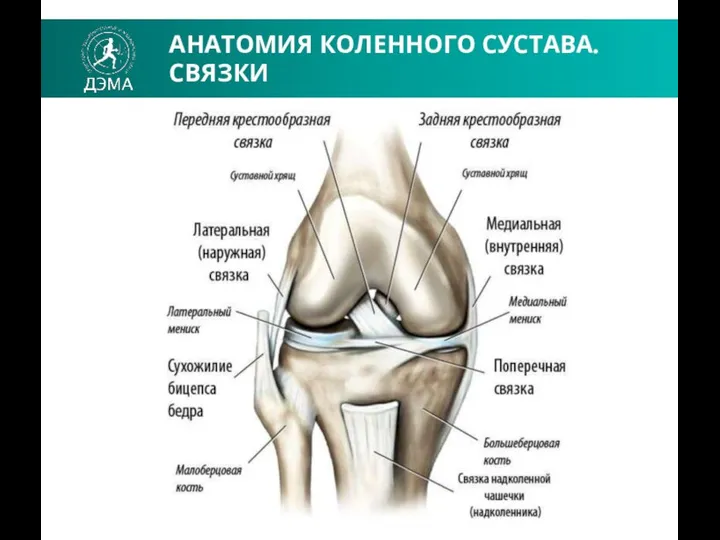 АНАТОМИЯ КОЛЕННОГО СУСТАВА. СВЯЗКИ