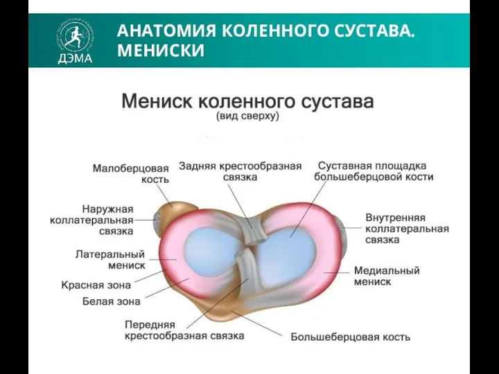 АНАТОМИЯ КОЛЕННОГО СУСТАВА. МЕНИСКИ