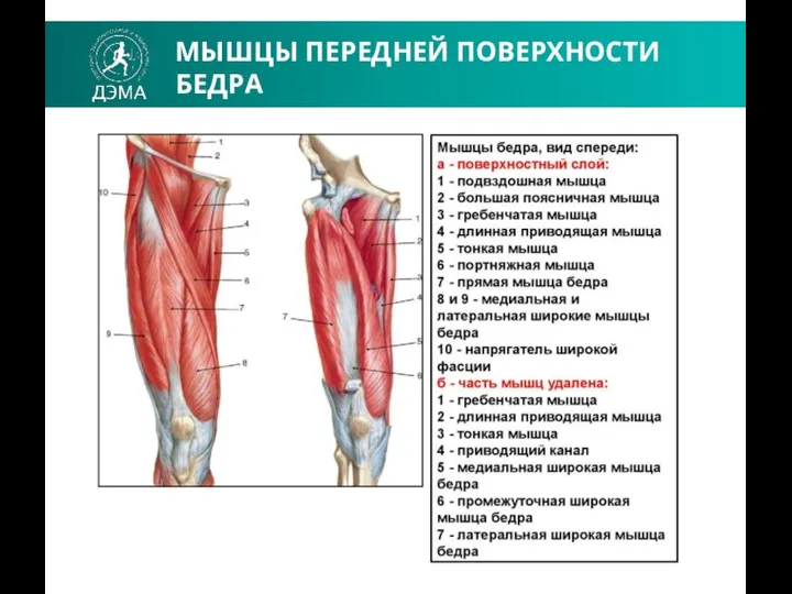 МЫШЦЫ ПЕРЕДНЕЙ ПОВЕРХНОСТИ БЕДРА