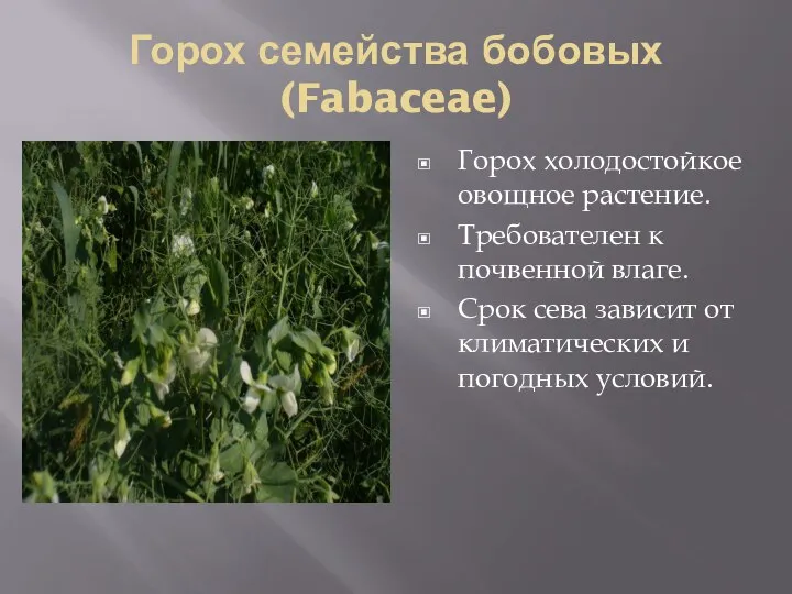Горох семейства бобовых(Fabaceae) Горох холодостойкое овощное растение. Требователен к почвенной влаге. Срок