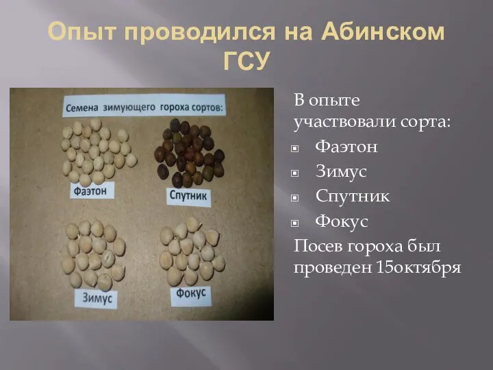 Опыт проводился на Абинском ГСУ В опыте участвовали сорта: Фаэтон Зимус Спутник