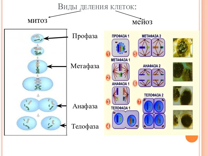 Виды деления клеток: Профаза Метафаза Анафаза Телофаза митоз мейоз