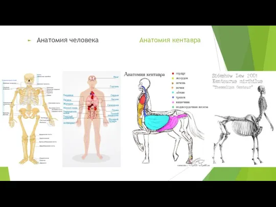 Анатомия кентавра Анатомия человека