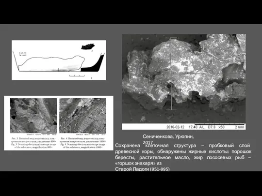 Сениченкова, Урюпин, 2017 Сохранена клеточная структура – пробковый слой древесной коры, обнаружены