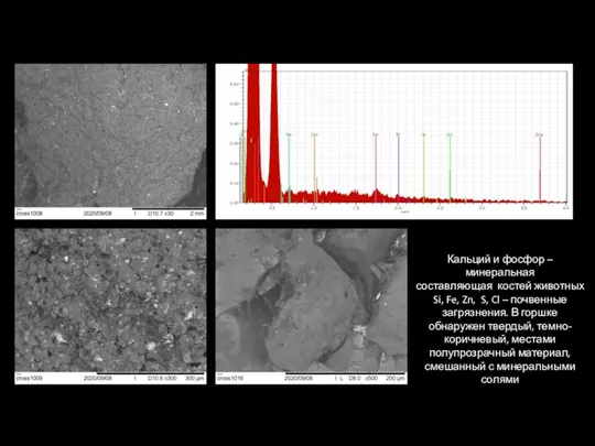 Кальций и фосфор – минеральная составляющая костей животных Si, Fe, Zn, S,