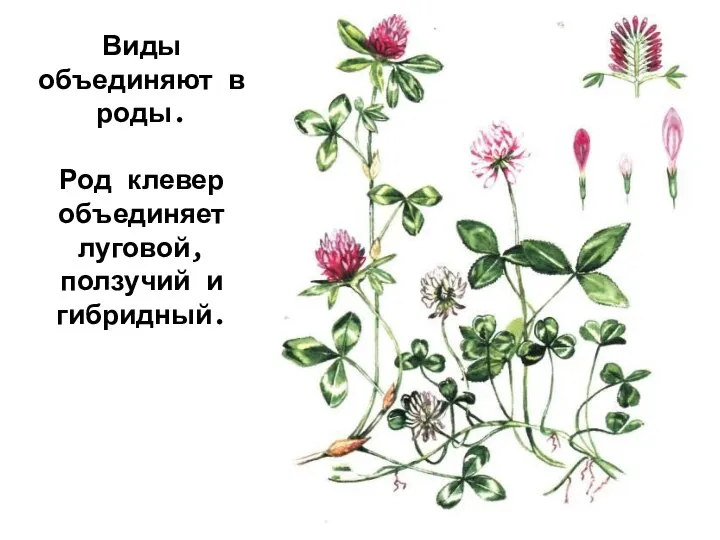 Виды объединяют в роды. Род клевер объединяет луговой, ползучий и гибридный.