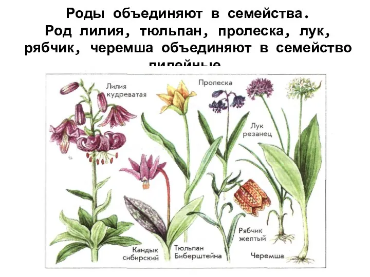 Роды объединяют в семейства. Род лилия, тюльпан, пролеска, лук, рябчик, черемша объединяют в семейство лилейные.