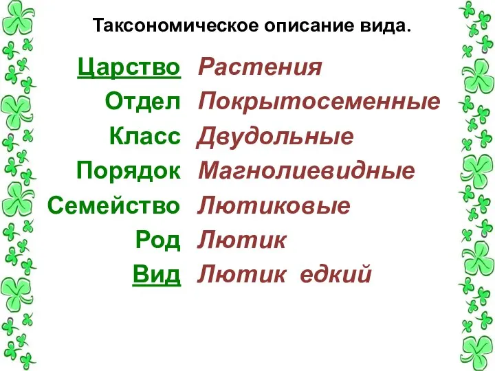 Таксономическое описание вида. Царство Отдел Класс Порядок Семейство Род Вид Растения Покрытосеменные