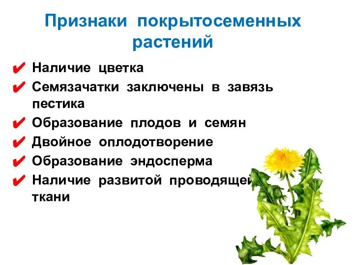 Признаки покрытосеменных растений Наличие цветка Семязачатки заключены в завязь пестика Образование плодов