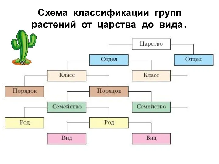 Схема классификации групп растений от царства до вида.