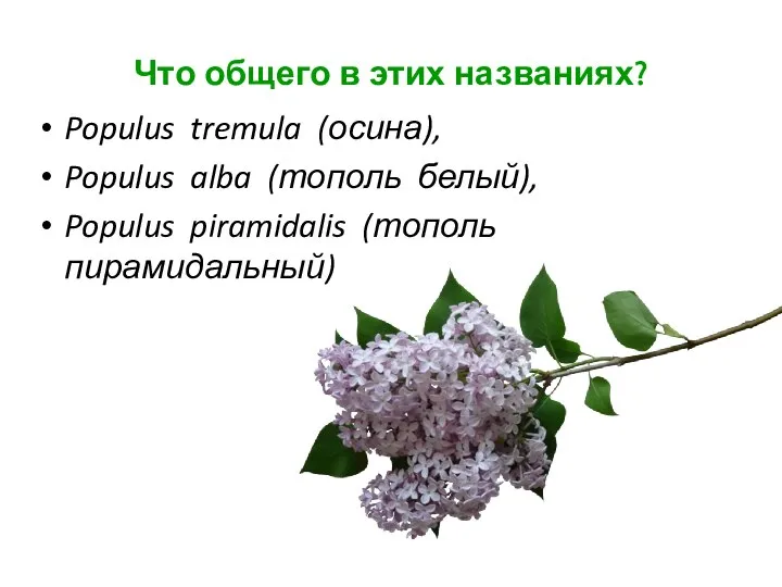 Что общего в этих названиях? Populus tremula (осина), Populus alba (тополь белый), Populus piramidalis (тополь пирамидальный)