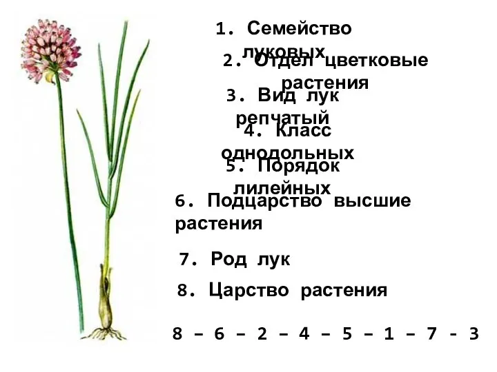 1. Семейство луковых 2. Отдел цветковые растения 3. Вид лук репчатый 4.