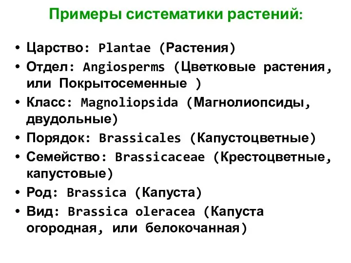 Примеры систематики растений: Царство: Plantae (Растения) Отдел: Angiosperms (Цветковые растения, или Покрытосеменные