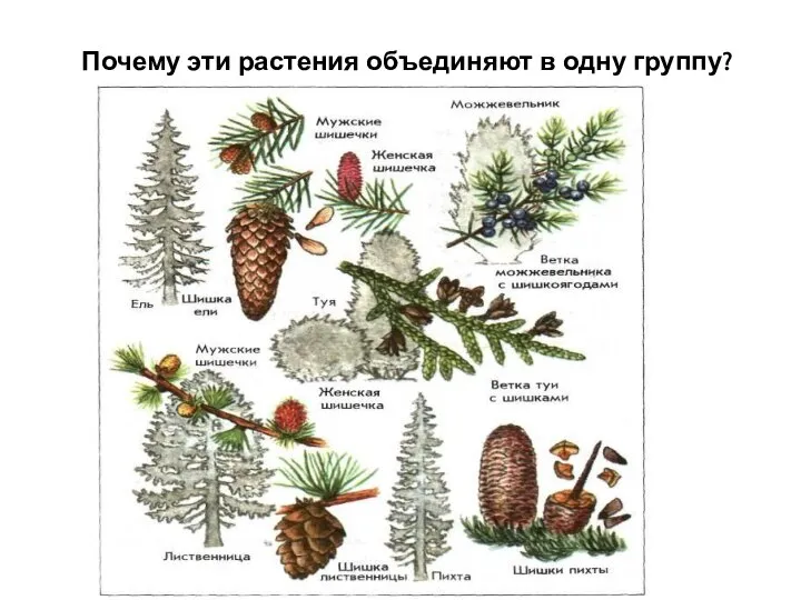 Почему эти растения объединяют в одну группу?