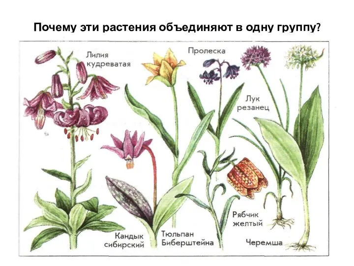 Почему эти растения объединяют в одну группу?