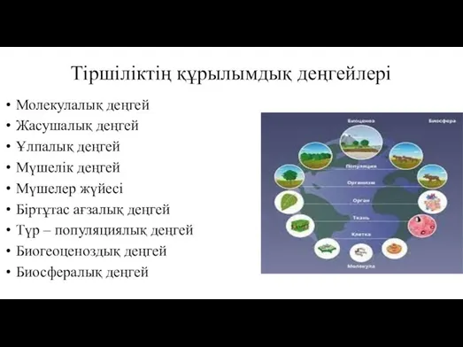 Тіршіліктің құрылымдық деңгейлері Молекулалық деңгей Жасушалық деңгей Ұлпалық деңгей Мүшелік деңгей Мүшелер