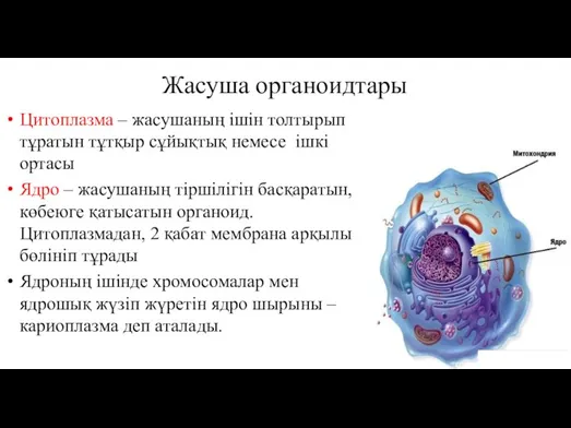 Жасуша органоидтары Цитоплазма – жасушаның ішін толтырып тұратын тұтқыр сұйықтық немесе ішкі