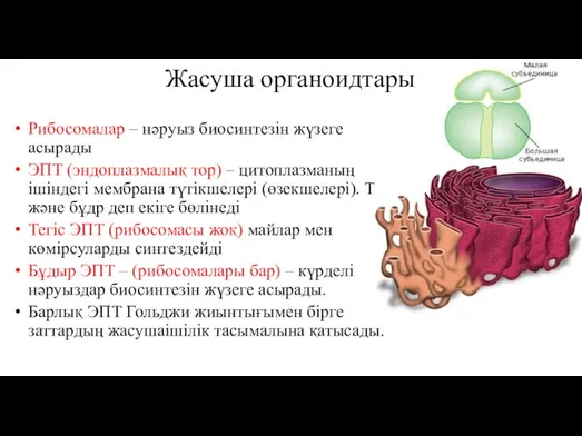 Жасуша органоидтары Рибосомалар – нәруыз биосинтезін жүзеге асырады ЭПТ (эндоплазмалық тор) –