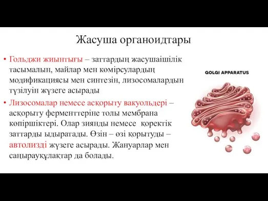 Жасуша органоидтары Гольджи жиынтығы – заттардың жасушаішілік тасымалын, майлар мен көмірсулардың модификациясы