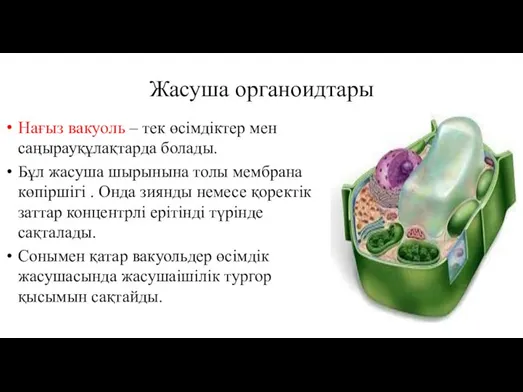 Жасуша органоидтары Нағыз вакуоль – тек өсімдіктер мен саңырауқұлақтарда болады. Бұл жасуша